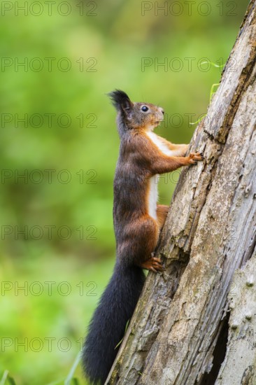 Red squirrel (Sciurus vulgaris) climbing up an old wrotten tree trunk in a forest, Bavaria, Gernany