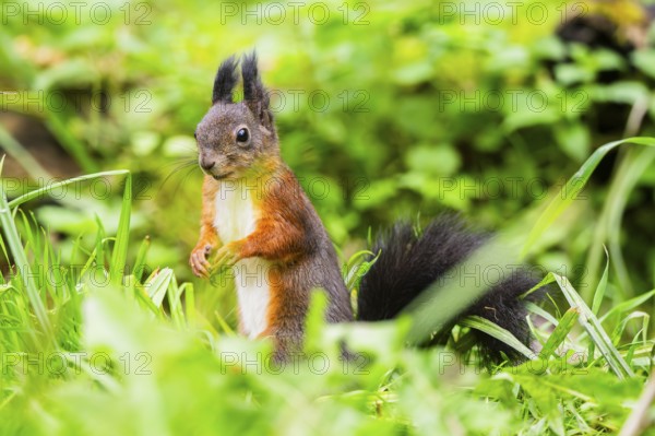 Red squirrel (Sciurus vulgaris) sitting in the grass, Bavaria, Gernany