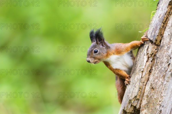 Red squirrel (Sciurus vulgaris) climbing up an old wrotten tree trunk in a forest, Bavaria, Gernany