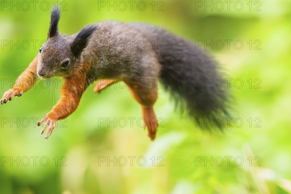 Red squirrel (Sciurus vulgaris) jumping in the air in a forest, Bavaria, Gernany