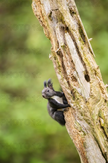 Red squirrel (Sciurus vulgaris) sitting on an old wrotten tree trunk in a forest, Bavaria, Gernany