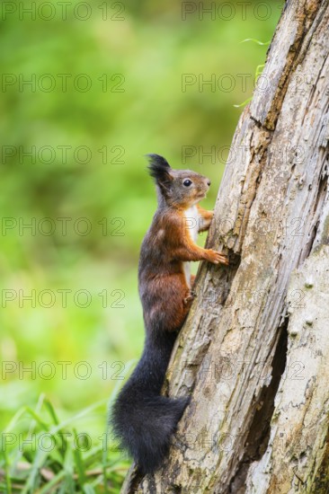 Red squirrel (Sciurus vulgaris) climbing up an old wrotten tree trunk in a forest, Bavaria, Gernany