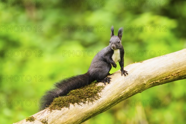 Red squirrel (Sciurus vulgaris) sitting on an old wrotten tree trunk in a forest, Bavaria, Gernany