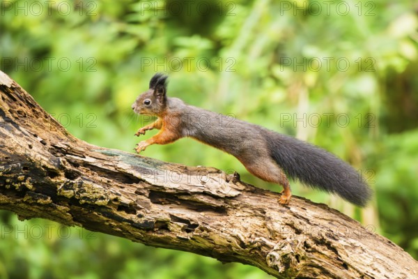 Red squirrel (Sciurus vulgaris) running on an old wrotten tree trunk in a forest, Bavaria, Gernany