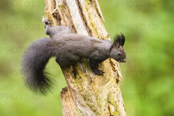 Red squirrel (Sciurus vulgaris) climbing up an old wrotten tree trunk in a forest, Bavaria, Gernany