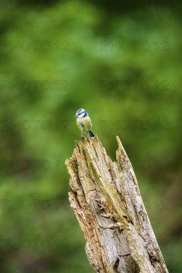 Eurasian blue tit (Cyanistes caeruleus) sitting on an old wrotten tree trunk at a swamp, Bavaria, Germany