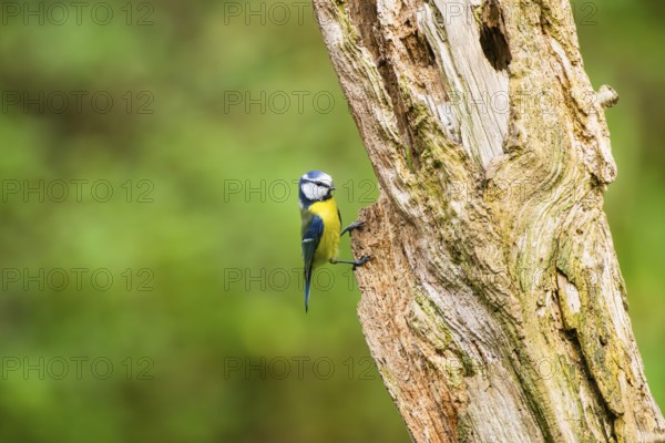 Eurasian blue tit (Cyanistes caeruleus) sitting on an old wrotten tree trunk at a swamp, Bavaria, Germany