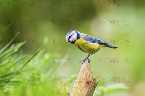 Eurasian blue tit (Cyanistes caeruleus) sitting on a wood, Germany
