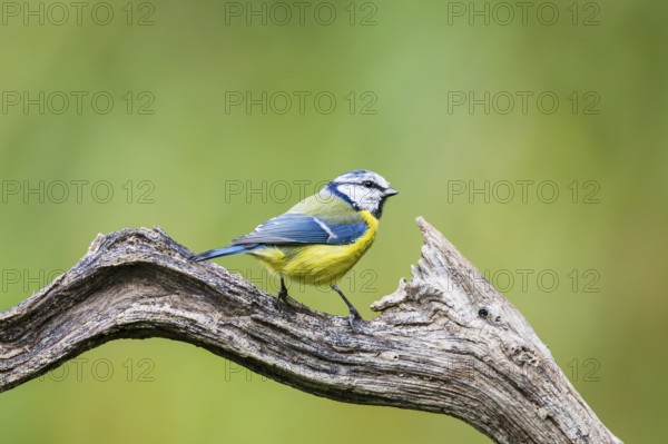 Eurasian blue tit (Cyanistes caeruleus) sitting on an old wood at a swamp, Bavaria, Germany