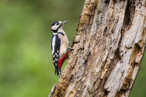 Great spotted woodpecker (Dendrocopos major) sitting on an old wrotten tree trunk in late summer, Bavaria, Germany