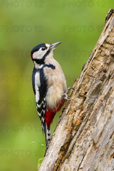 Great spotted woodpecker (Dendrocopos major) sitting on an old wrotten tree trunk in late summer, Bavaria, Germany
