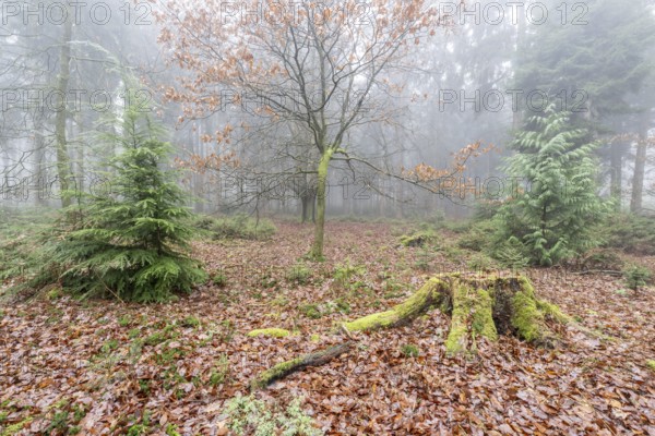 Forest landscape in fog, Emsland, Lower Saxony, Germany