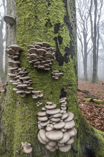 Branched oyster fungus (Pleurotus cornucopiae), on old copper beech (Fagus sylvatica), Emsland, Lower Saxony, Germany