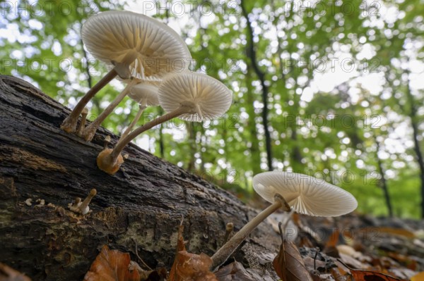 Mushrooms growing on a tree trunk in the forest, seen from below Beech slime fungus, ringed slime fungus (Oudemansiella mucida) on a beech branch (Fagus sylvatica), Huntepadd, Hohes Ufer, Dötlingen, Lower Saxony, Germany