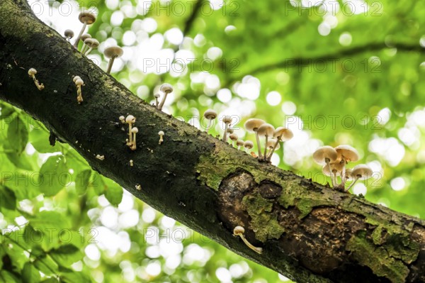 White mushrooms growing decoratively on a piece of tree bark, beech slime fungus, ringed slime fungus (Oudemansiella mucida) on a beech branch (Fagus sylvatica), Huntepadd, Hohes Ufer, Dötlingen, Lower Saxony, Germany