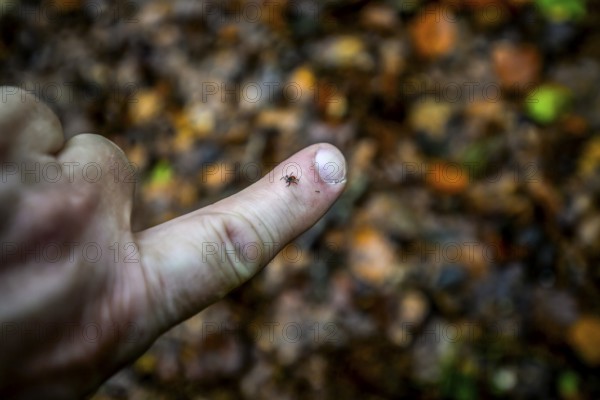 A tick Castor Bean Tick (Ixodes ricinus) crawling on a finger in front of a blurred forest background, Huntetal, Lower Saxony, Germany