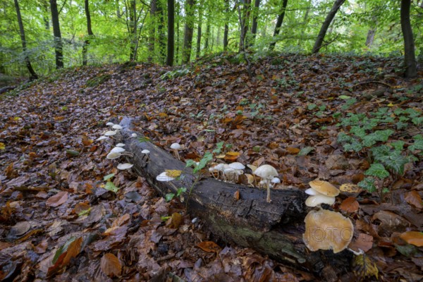 Forest scene with mushrooms on tree trunks and autumn foliage Beech slime mould, ringed slime mould (Oudemasiella mucida) on a beech branch (Fagus sylvatica), Huntepadd, Hohes Ufer, Dötlingen, Lower Saxony, Germany