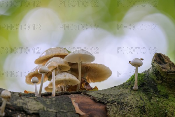 A cluster of mushrooms growing on a tree trunk in a forest Beech slime mould, ringed slime mould (Oudemansiella mucida) on a beech branch (Fagus sylvatica), Huntepadd, Hohes Ufer, Dötlingen, Lower Saxony, Germany