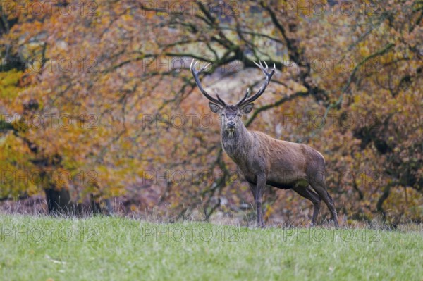 Red deer (Cervus elaphus) in autumn leaves, Lower Saxony, Germany
