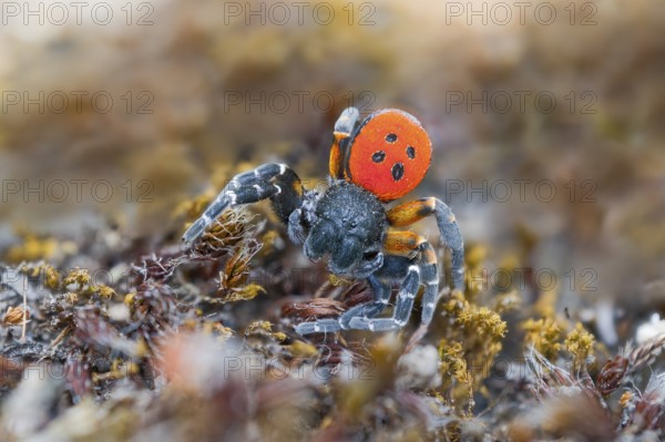 Red tubular spider, Eresus kollari, The Ladybird spider, Saxony-Anhalt, Germany