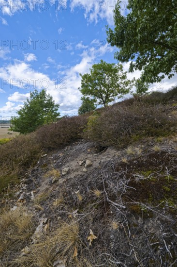 Red tubular spider habitat, Eresus kollari, Ladybird spider habitat, Saxony-Anhalt, Germany