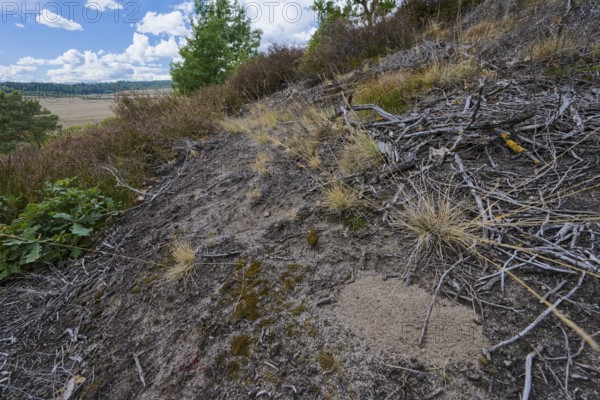 Red tubular spider habitat, Eresus kollari, Ladybird spider habitat, Saxony-Anhalt, Germany