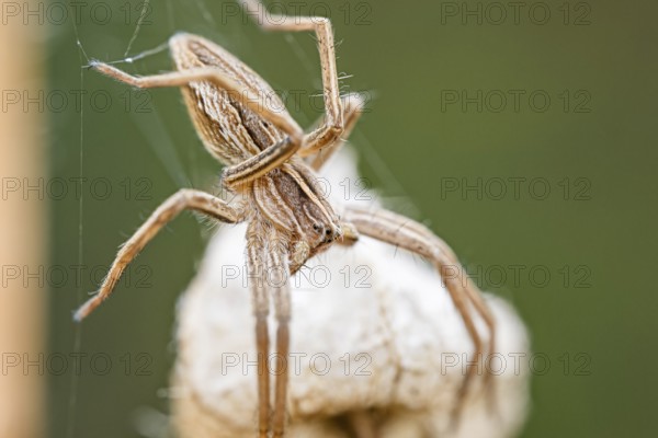 List spider, Pisaura mirabilis, Nursery web spider, Lower Saxony, Germany