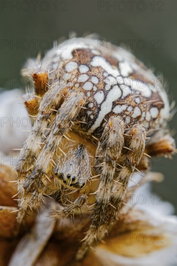 Garden spider, Araneus diadematus, European Garden Spider, Lower Saxony, Germany