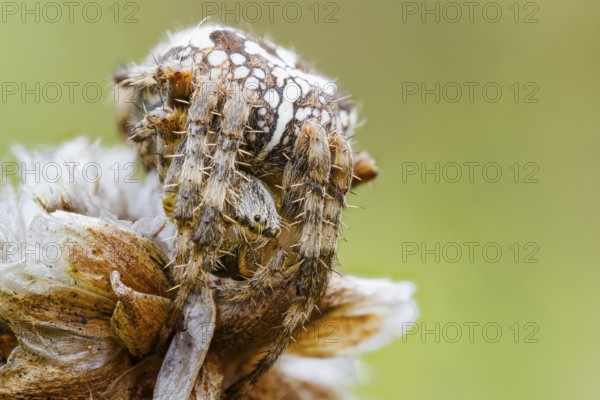 Garden spider, Araneus diadematus, European Garden Spider, Lower Saxony, Germany