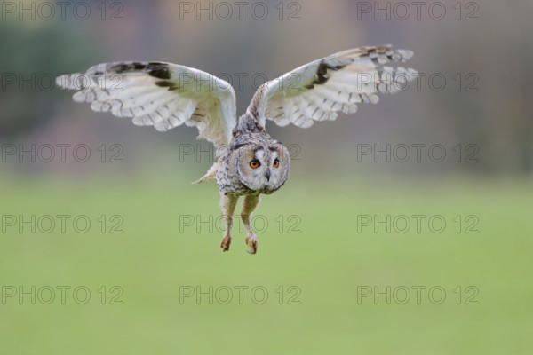 Long-eared owl flying, Asio otus, Long eared Owl flying, Lower Saxony, Germany