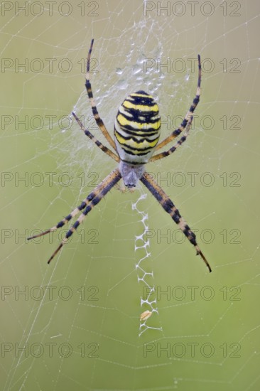 Wasp Spider, Argiope bruennichi, Wasp Spider, Lower Saxony, Germany