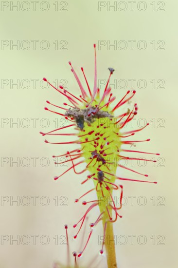 Middle sundew, Drosera intermedia, oblong-leaved sundew, Lower Saxony, Germany