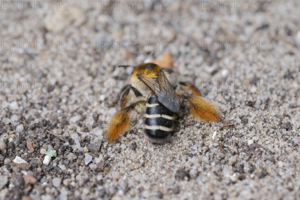 Brown-rumped trouser bee (Dasypoda hirtipes) on sandy soil, Lower Saxony, Germany