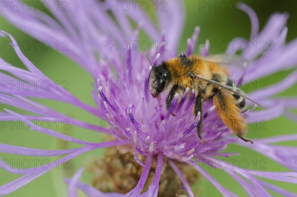 Brown-rumped trouser bee (Dasypoda hirtipes) on knapweed flower, Lower Saxony, Germany