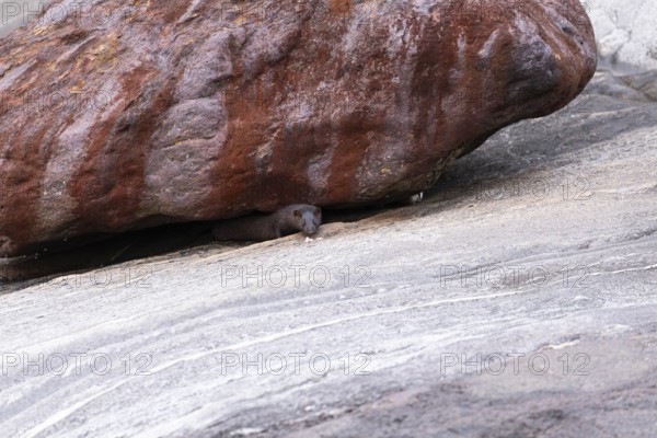 The American Mink (Mustela vison) is a graceful predator that lives by the sea in Norway near Bodø in Nordland. It skilfully searches for food among the rocks of the Vestfjord