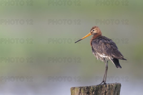 Black-tailed godwit, Limosa limosa, Lower Saxony, Germany