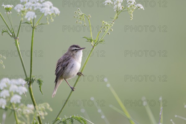 Reed Warbler, Acrocephalus schoenobaenus, Sedge Warbler, Lower Saxony, Germany