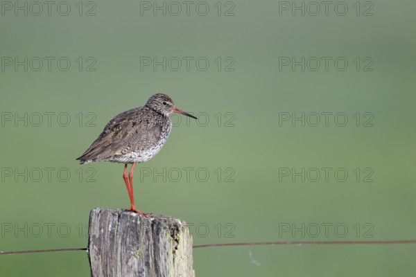 Redshank (Tringa totanus) sitting on a pole, Lower Saxony, Germany