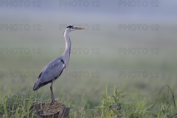 Grey heron (Ardea cinerea) in the morning moor, Lower Saxony, Germany