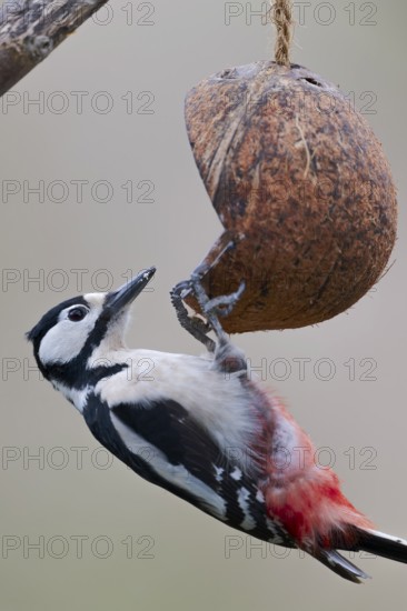 Female Great Spotted Woodpecker, Dendrocopos major, Female Great spotted woodpecker, Lower Saxony, Germany