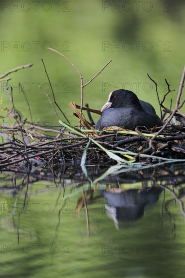 Coot (Fulica atra) breeding on nest, Lower Saxony, Germany