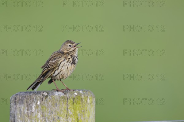 Wiesenpieper, Anthus pratensis, Meadow Pipit, Lower Saxony, Germany