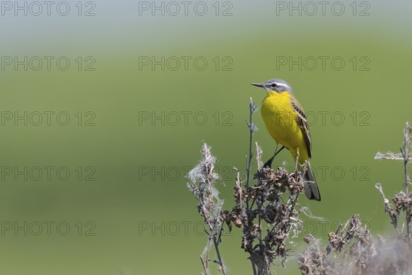Meadowtail male, Motacilla flava, Male western yellow wagtail, Lower Saxony, Germany