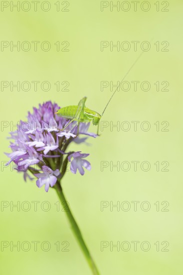 Locust Nymph, Poecilimon mytilenensis, Nymph Mytilene Bright Bush-cricket, Corfu, Greece