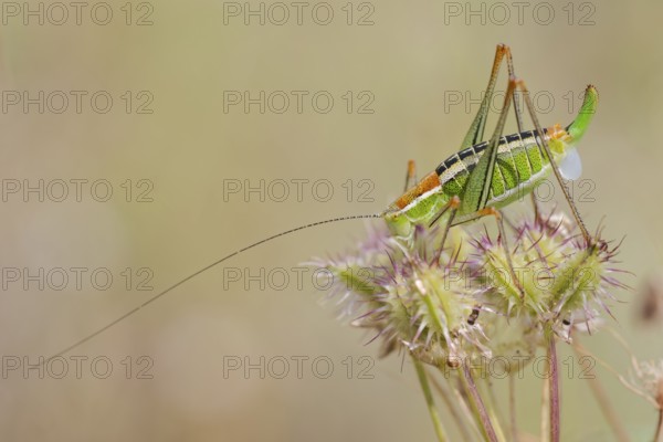Locust Nymph, Poecilimon mytilenensis, Nymph Mytilene Bright Bush-cricket, Corfu, Greece