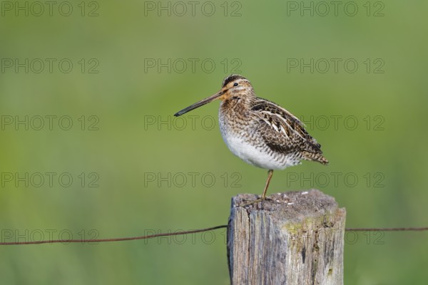 Common snipe (Gallinago gallinago) sitting on a pole, Lower Saxony, Germany