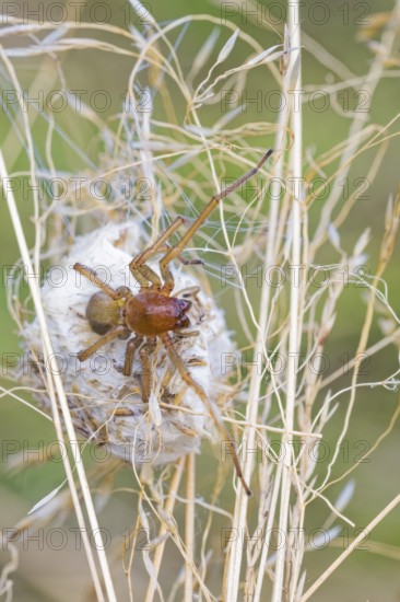 Female nurse's thorn finger, Cheiracanthium punctorium, female Yellow sac spider, Saxony-Anhalt, Germany