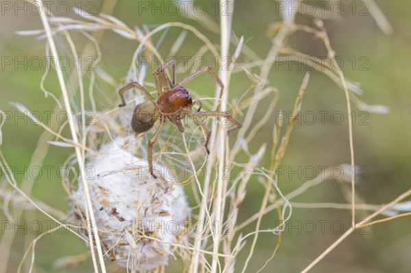 Female nurse's thorn finger, Cheiracanthium punctorium, female Yellow sac spider, Saxony-Anhalt, Germany