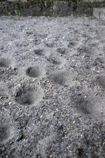 Ant lion hopper, Euroleon nostras, Suffolk Antlion, Lower Saxony, Germany
