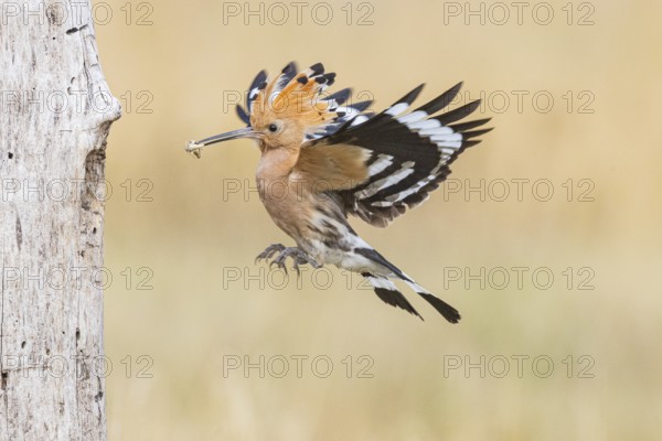 Hoopoe (Upupa epops) Hungary